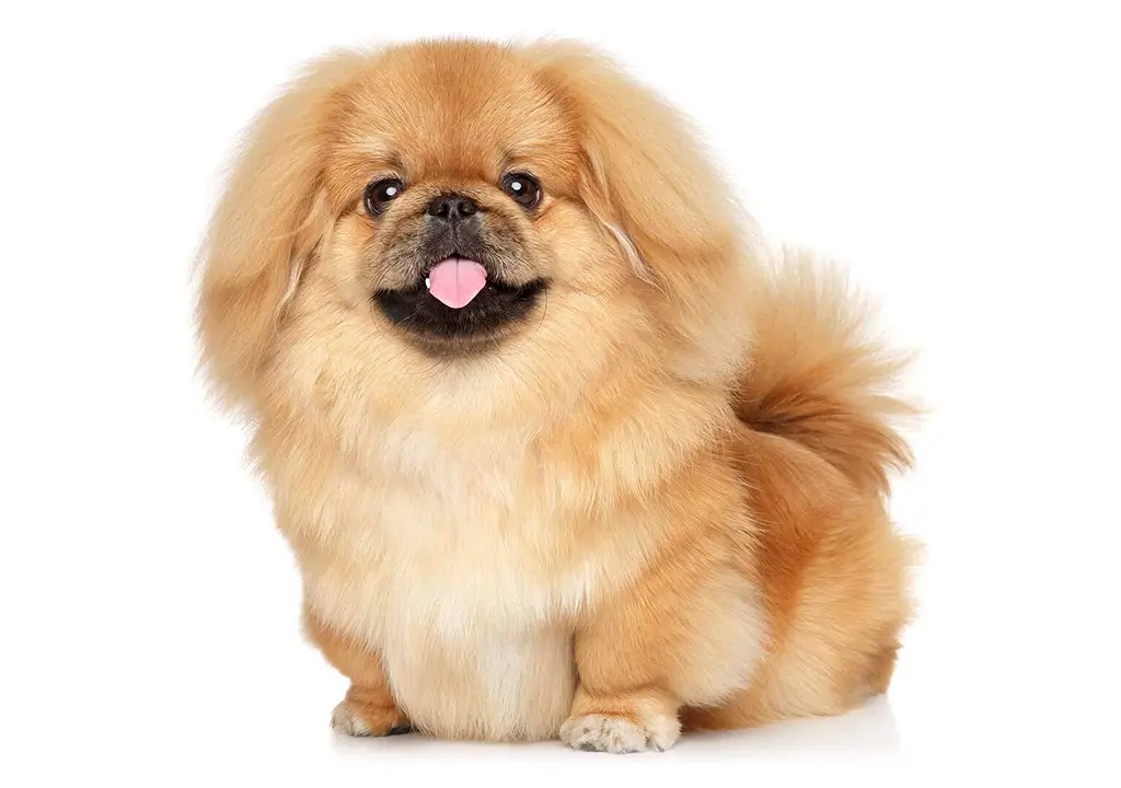 نژاد پیکینیز