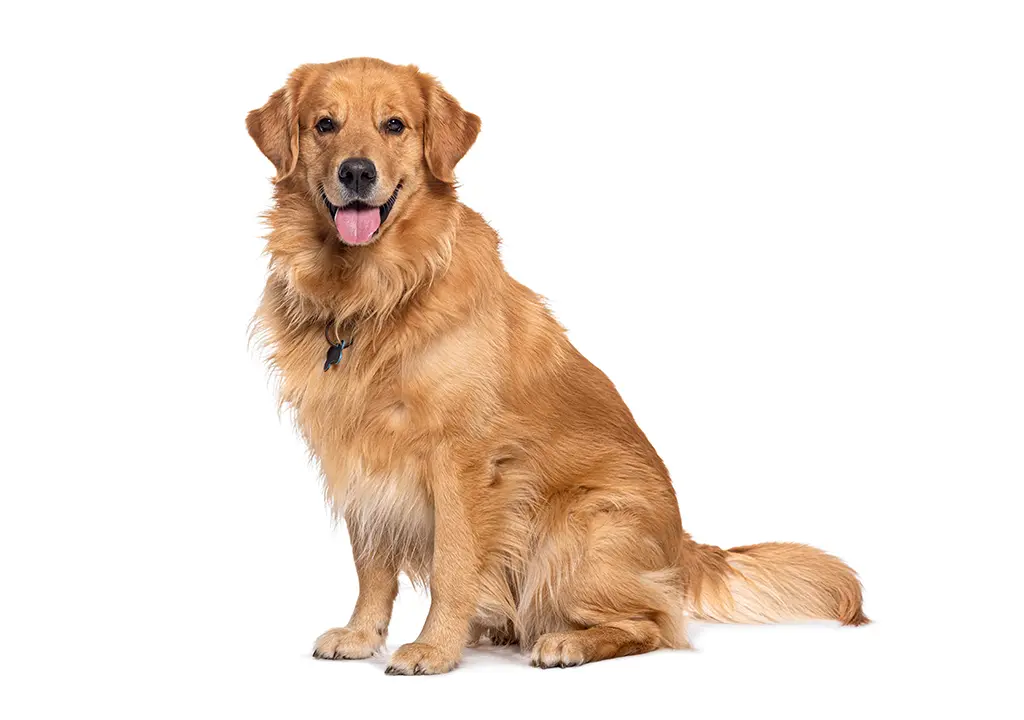 گلدن رتریور