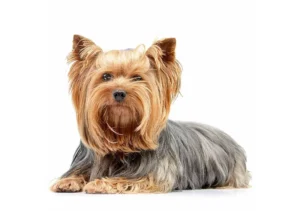 یورکشایر تریر