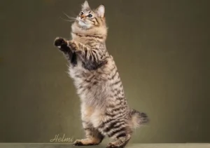 آمریکن بابتیل