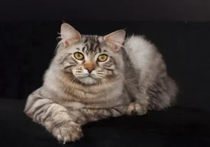 آمریکن بابتیل