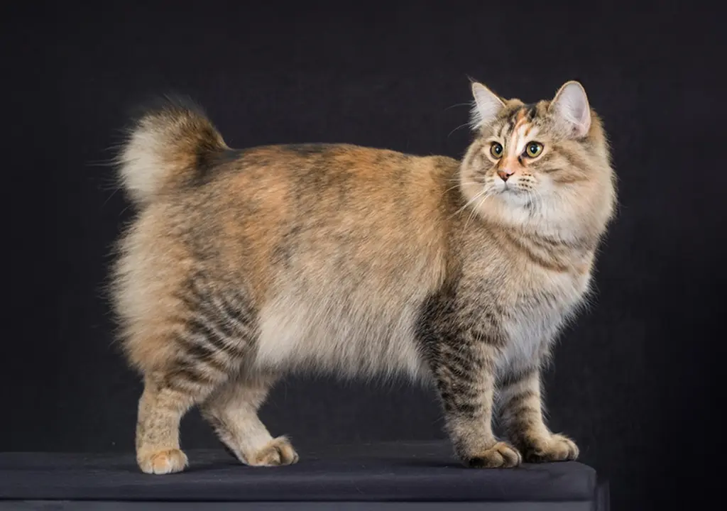 آمریکن بابتیل