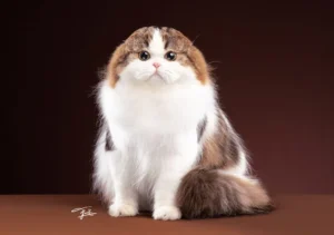 اسکاتیش فولد