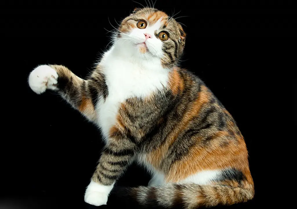 اسکاتیش فولد