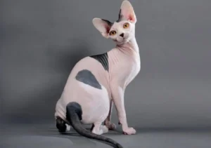 گربه نژاد اسفینکس