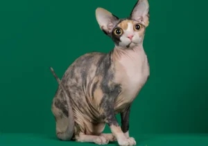 گربه نژاد اسفینکس