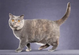 گربه نژاد بریتیش