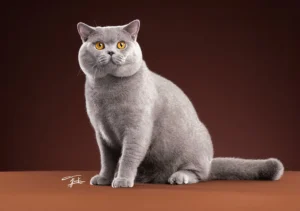گربه نژاد بریتیش