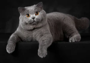 گربه نژاد بریتیش