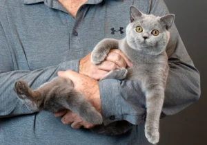 گربه نژاد بریتیش