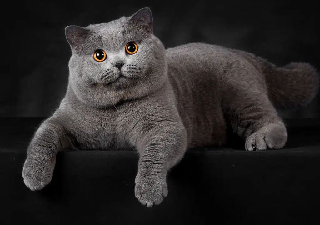 گربه نژاد بریتیش