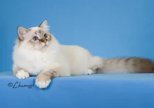 گربه نژاد بیرمن