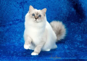 گربه نژاد بیرمن