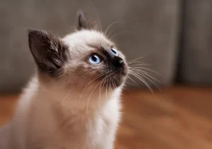 گربه نژاد بیرمن