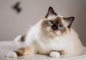 گربه نژاد بیرمن