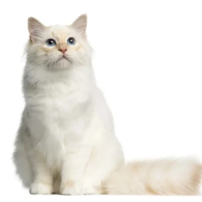 گربه نژاد بیرمن