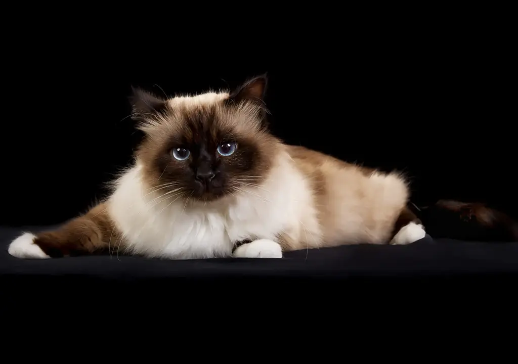 گربه نژاد بیرمن