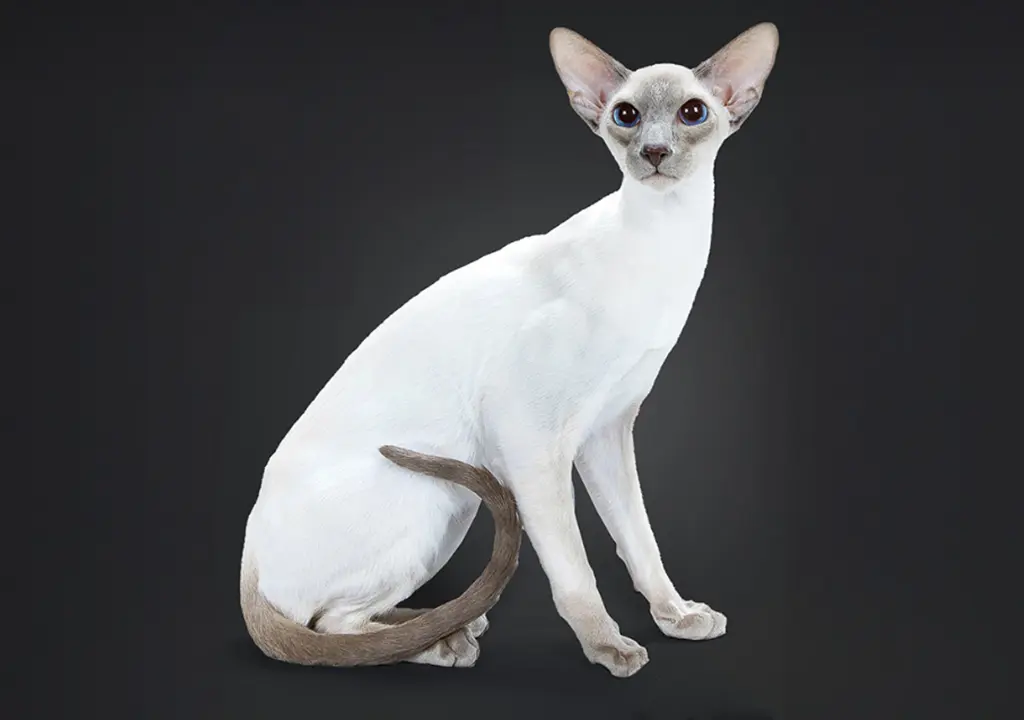 گربه نژاد سیامی