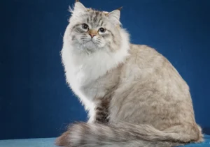 گربه نژاد سیبرین