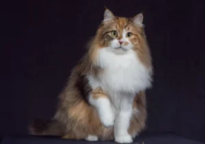 گربه نژاد سیبرین