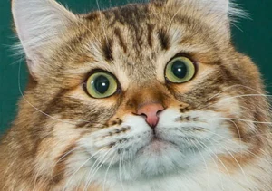 گربه نژاد سیبرین