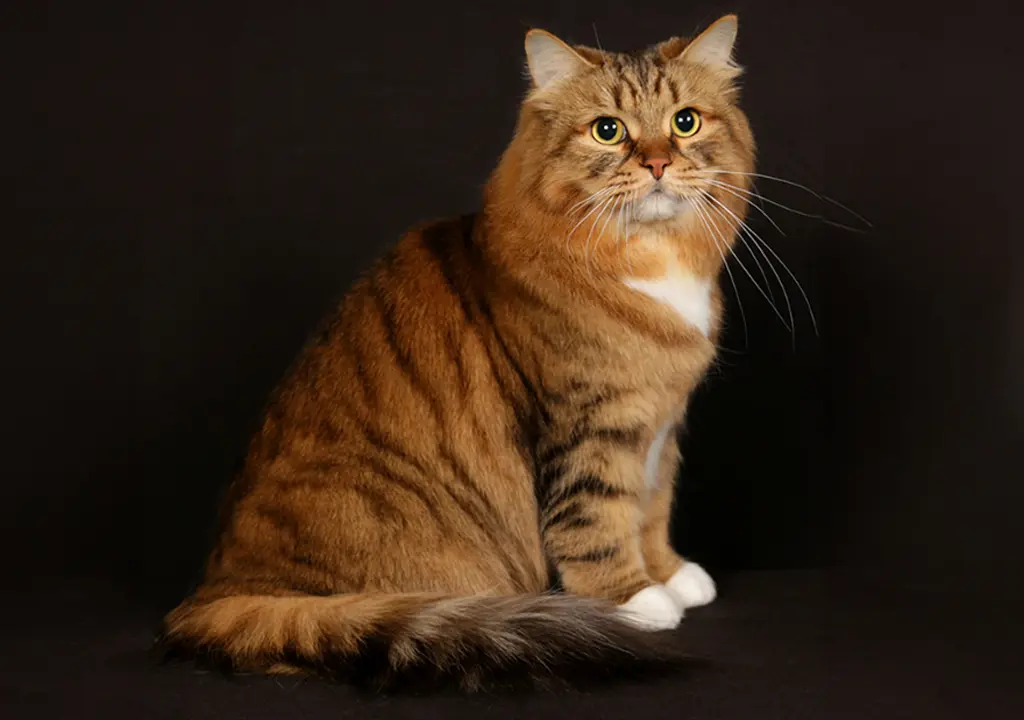 گربه نژاد سیبرین