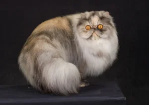 گربه نژاد پرشین