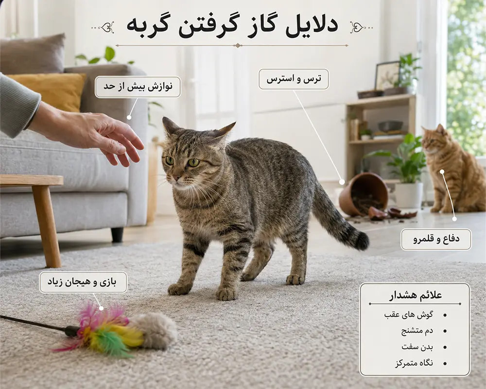 گاز گرفتن گربه